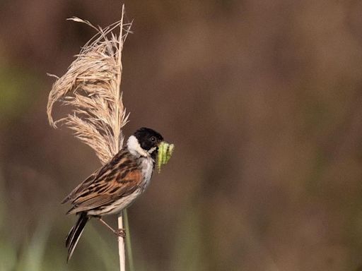 Reed buntings breed for first time in 27 years