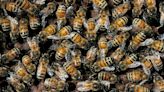 10K-plus bee colony removed from Robert Lee