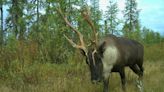 Climate change emerging as biggest caribou threat: study