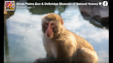 Monkey at zoo needs surgery after visitor breaks exhibit rules, South Dakota zoo says