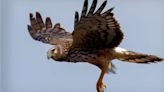 The Re-Rotation, FedEx Roars, Doves Coo as Hawks Screech, More Troubling Macro