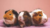 Huge Guinea Pig Pack Treated to a Special Christmas Dinner