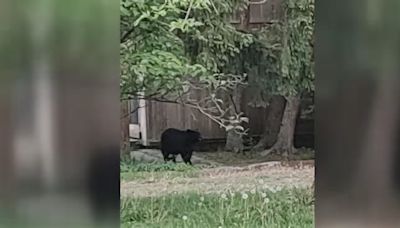 Bear captured in Hatboro, Pennsylvania, after multiple sightings, police say