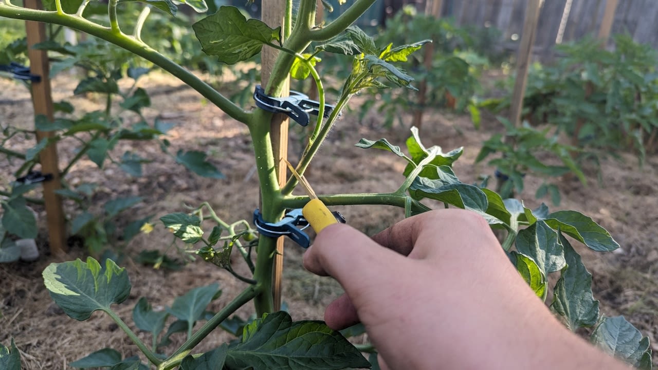 Pruning your tomato plants? Get real.