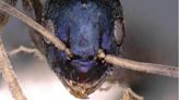 Dazzling New Species Of Blue Ant Found In Remote Indian Forest