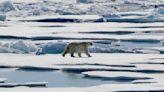 Scientists say study found a direct link between greenhouse gas emissions and polar bear survival