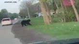 Lake Mills bear sighting, sheriff's office warning for residents