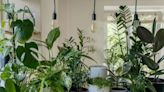 5 plantas que te ayudarán a terminar con la humedad de la casa - La Tercera