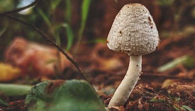 3 Children Of Family Die, 9 Sick After Eating Mushrooms In Meghalaya