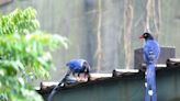 臺灣藍鵲護巢攻擊民眾頻傳 動保處提醒「反擊恐觸法」