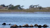 Rare strain of parasite that killed 4 otters in California could pose danger to humans, researchers say