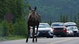 Federal grants given to 17 states to help keep wildlife off roads