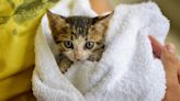 Kitten ‘Eloise’ Rescued From Metro Train in California