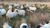 Flocking hell - Donegal still has the most sheep in Ireland - Donegal Daily