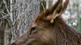 Elk is in no mood for a crowd of Colorado tourists — so she bites off the tip of young boy's finger
