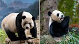 National Zoo Pandas Officially Depart for China, Leaving D.C. Zoo With No Pandas for First Time Since 2000