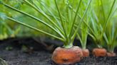 This genius gardening hack is the easiest way to plant carrot seeds so that they're neatly spaced