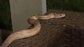 Large snake slithers into Bucks County home. Police searching for owner