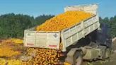 “Lo peor que te puede pasar es tirar tú producción”, dicen productores que descartaron 8000 kilos de fruta