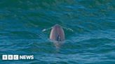 Woman photographs bottlenose dolphin in rare Somerset sighting