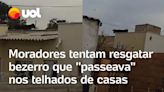 Moradores flagram bezerro 'passeando' nos telhados de casas em Goiás; assista ao vídeo