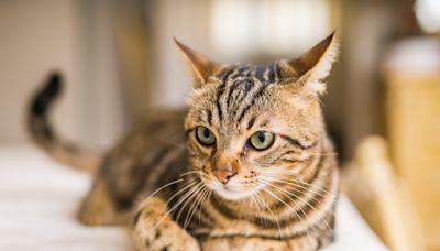 Tabby Cat's Random Long Tuft of Fur Has People Asking Questions