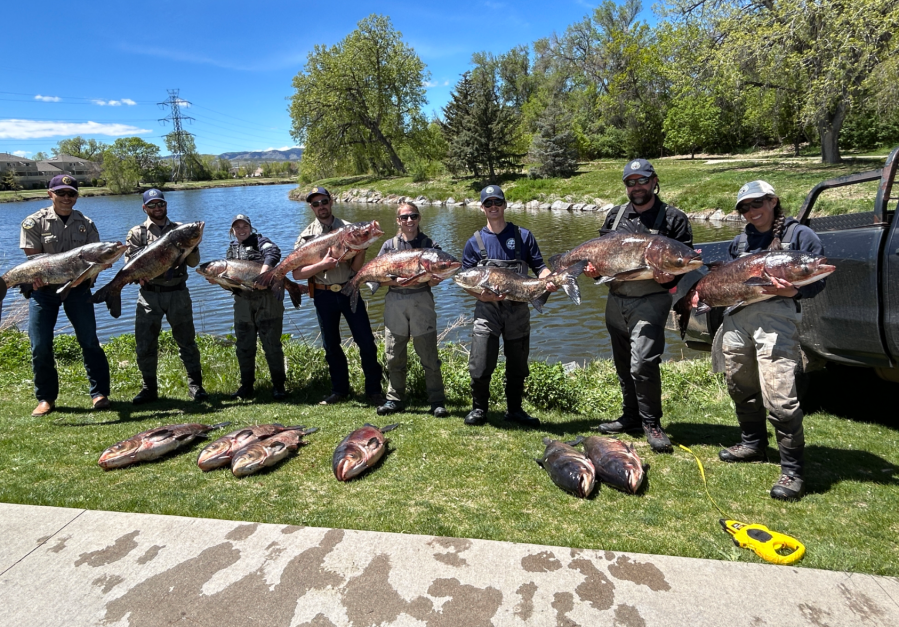 Community tip helps in removal of 14 invasive carp from Arvada pond