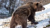 Plan to cull Italian bears sparks ‘terrorism’ accusation