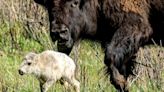 Native Americans celebrate birth of ‘prophetic’ white buffalo