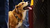 Traveling with dogs to the U.S.? The new CDC rules you'll have to follow