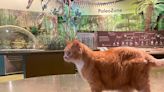 Dude, el gato naranja rescatado que se volvió la mascota más querida de un museo de historia natural