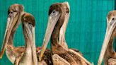Animal Rescues in California Are Treating More Than 100 Starving Pelicans: 'We Urgently Need Donations'
