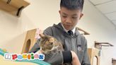 Cat shelter at Hong Kong school helps pupils take a break from stress