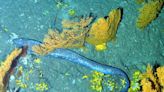 Los "Picos de Europa" submarinos, frente a Ribadesella, están en buen estado, constata el Instituto de Oceanografía