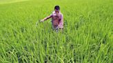 India's FY24 urea consumption seen lower from a year ago, minister says