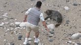 Urgent police hunt for man filmed throwing stones at grey seal