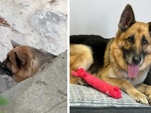 Who zip-tied and abandoned a cancer-stricken dog in Malibu? $25,000 reward offered for info