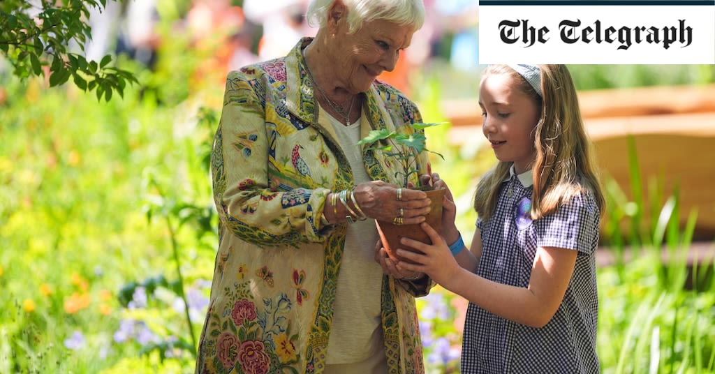 Dame Judi Dench places first Sycamore Gap seedling at Chelsea Flower Show