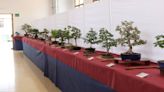 Llega la 28ª Exposición de bonsáis a Elche
