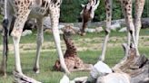 Besucher erleben Giraffen-Geburt im Tierpark Berlin