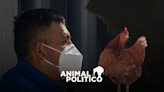 OMS reporta la muerte en México del primer caso de gripe aviar H5N2