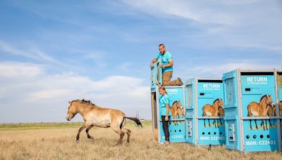 The Last Wild Horses Are Finally Returning to Their Natural Habitat