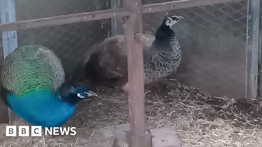 Lonely peahen Penny in Nottinghamshire finds love after rescue