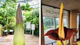 Smell that? A rare corpse flower is about to bloom at the Huntington