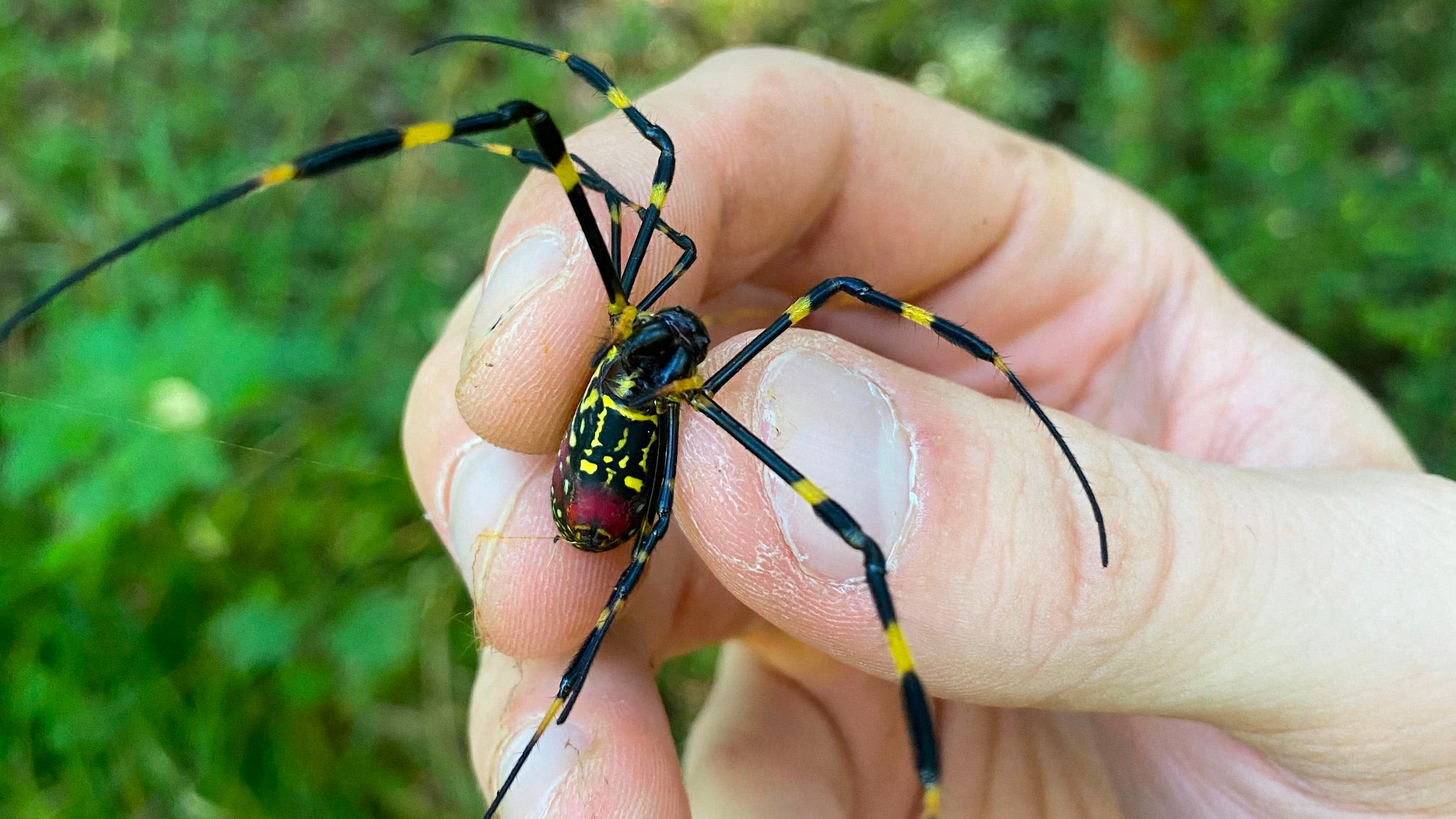 Joro spiders haven’t been spotted in Florida yet. Here’s the venomous bugs to worry about