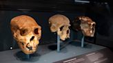 Más misteriosos que los neandertales, los denisovanos tienen la clave de la humanidad