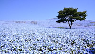 春遊日本不只賞櫻花紫藤！5大粉蝶花海心動必賞