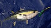 Yellowfin Tuna Fishing: How to Catch Ahi in the Gulf of Mexico