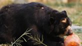 Caficultores colombianos ayudan a la protección del oso andino, una especie amenazada