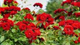 Four essential late spring gardening task for ‘challenging to grow’ roses